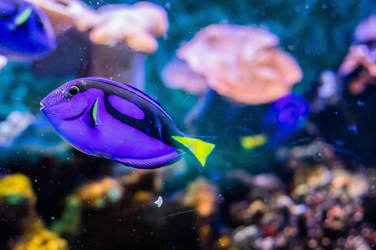 sea life purple fish in water surgeonfish